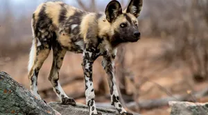 African Wild Dogin Habitat.jpg Wallpaper