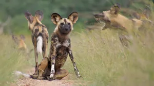 African Wild Dogs Gathering Wallpaper