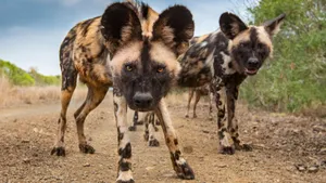 African Wild Dogs On The Move Wallpaper