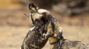 African_ Wild_ Dogs_ Playfighting.jpg Wallpaper