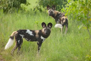 African Wild Dogsin Grassland.jpg Wallpaper