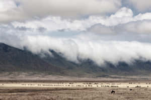 African Wildlife At The Northern Tanzania Ngorongoro Crater Wallpaper