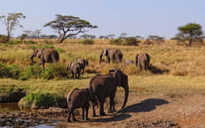 African Wildlife In Its Natural Habitat Wallpaper