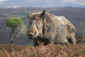 Aged Wild Boar Wallpaper