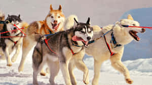 Agile Team Of Sled Dogs Mid-race Wallpaper