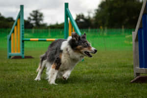 Agility Training Australian Shepherd Dog Wallpaper