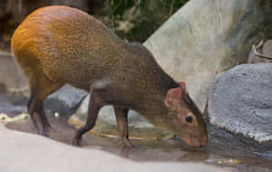 Agouti Drinking Water.jpg Wallpaper