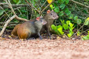 Agouti Duoin Habitat.jpg Wallpaper