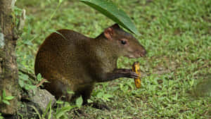 Agouti Eating Fruit Under Leaf Shelter Wallpaper