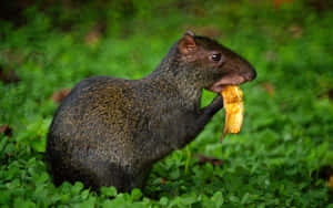 Agouti Eating Treat Wallpaper