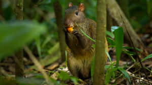 Agouti Eatingin Forest Wallpaper