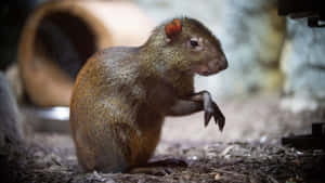 Agouti Standing Alert.jpg Wallpaper