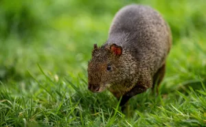 Agoutiin Grass Wallpaper