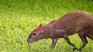 Agoutiin Grass Wallpaper