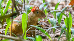 Agoutiin Natural Habitat Wallpaper