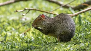 Agoutiin Natural Habitat Wallpaper