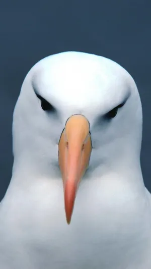 Albatross_ Closeup_ Portrait.jpg Wallpaper