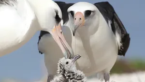 Albatross Family Care Wallpaper