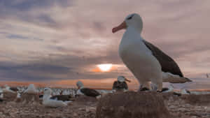 Albatross Sunset Colony.jpg Wallpaper