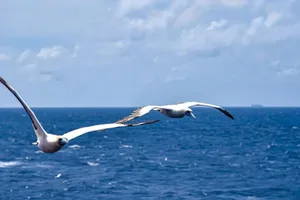 Albatrosses_ Gliding_ Over_ Ocean Wallpaper