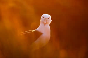 Albatrossin Golden Light Wallpaper