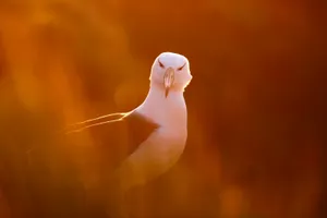 Albatrossin Golden Light Wallpaper