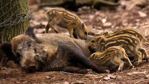 Alberta Wild Boar Wallpaper