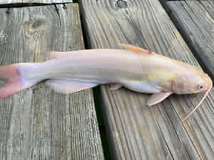Albino Channel Catfishon Wooden Deck Wallpaper