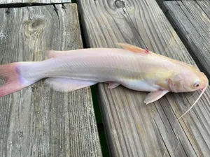 Albino Channel Catfishon Wooden Deck Wallpaper