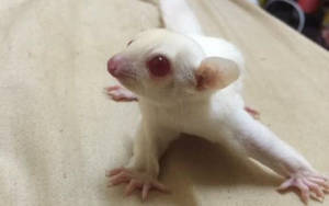 Albino Sugar Glider Wallpaper