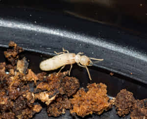 Albino Termiteon Soil Wallpaper