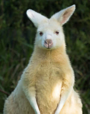 Albino Wallaby Portrait Wallpaper