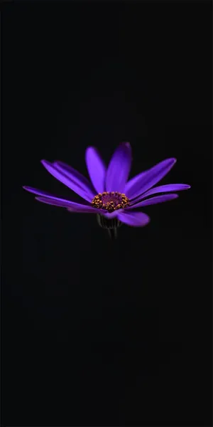 Alcatel Purple Water Lily Wallpaper