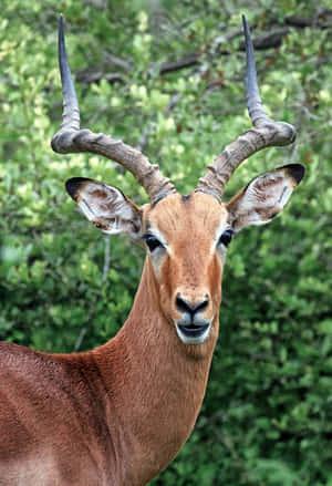 Alert Antelope In Greenery Wallpaper