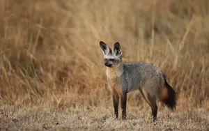 Alert Bat Eared Foxin Grassland.jpg Wallpaper