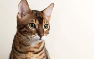 Alert Bengal Cat Portrait Wallpaper