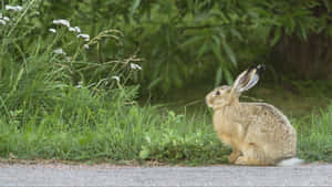 Alert Brown Hareby Roadside.jpg Wallpaper