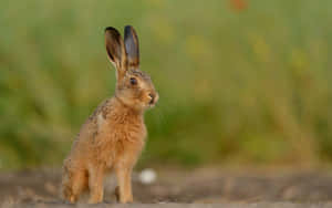 Alert Brown Harein Field Wallpaper