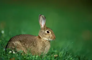 Alert Brown Harein Grass Wallpaper