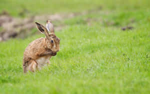 Alert Brown Harein Grass.jpg Wallpaper