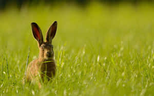 Alert Brown Harein Grass.jpg Wallpaper