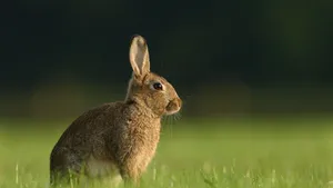Alert Brown Harein Grassland.jpg Wallpaper