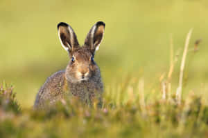 Alert Brown Harein Grassland.jpg Wallpaper