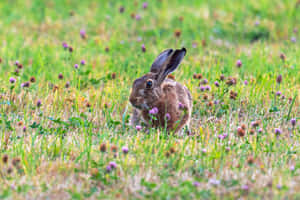 Alert Brown Harein Meadow.jpg Wallpaper