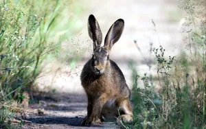 Alert Brown Harein Nature Wallpaper