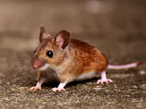 Alert Brown Mouse On Ground.jpg Wallpaper