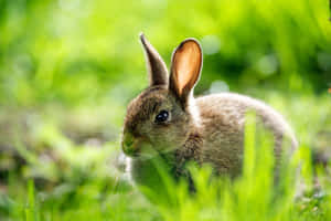 Alert Bunnyin Green Grass Wallpaper