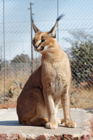 Alert Caracal Cat Sitting Wallpaper