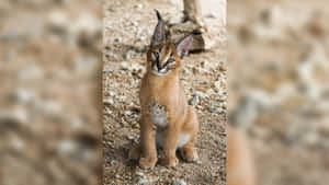 Alert Caracal Kitten Nature Backdrop Wallpaper