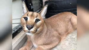 Alert Caracal Resting Near Wheel Wallpaper